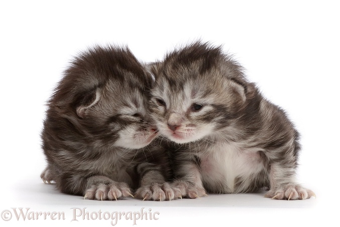 Silver tabby kittens, Freya and Blaze, 8 days old, white background
