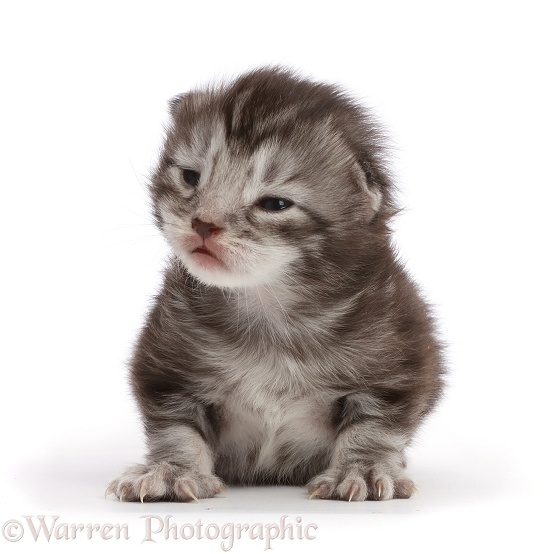 Silver tabby kitten, Blaze, 11 days old, white background
