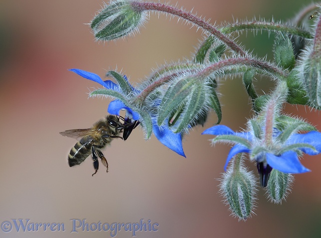 Honey Bee (Apis mellifera) worker visiting Borage (Borago officinalis) flowers