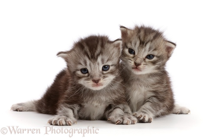Silver tabby kittens, Freya and Blaze, 2 weeks old, white background
