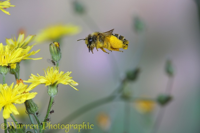 Hairy-legged Mining Bee (Dasypoda hirtipes) female collecting pollen from Smooth Hawksbeard (Crepis capillaris) flowers