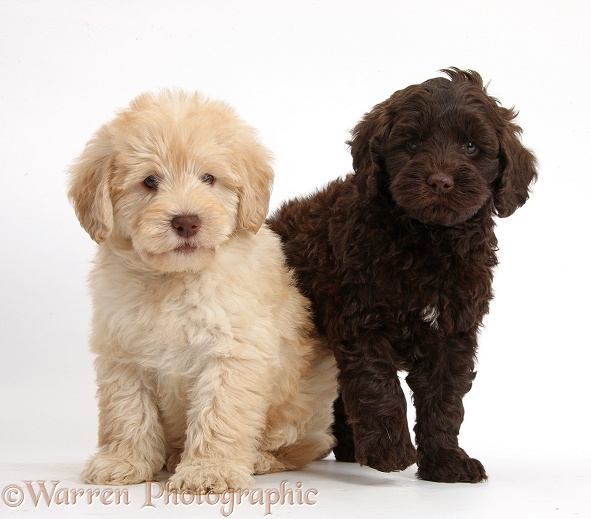 Two cute Toy Goldendoodle puppies, one golden and one chocolate, white background
