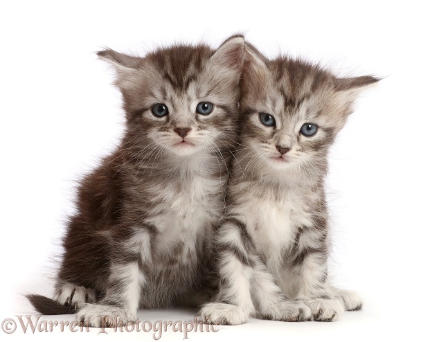 Silver tabby kittens, Freya and Blaze, 4 weeks old, white background