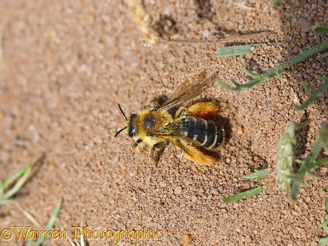 Hairy-legged Mining Bee or Pantaloon Bee (Dasypoda hirtipes) outside her burrow
