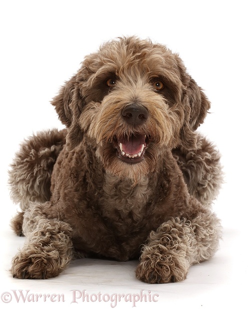 Labradoodle lying with head up, white background