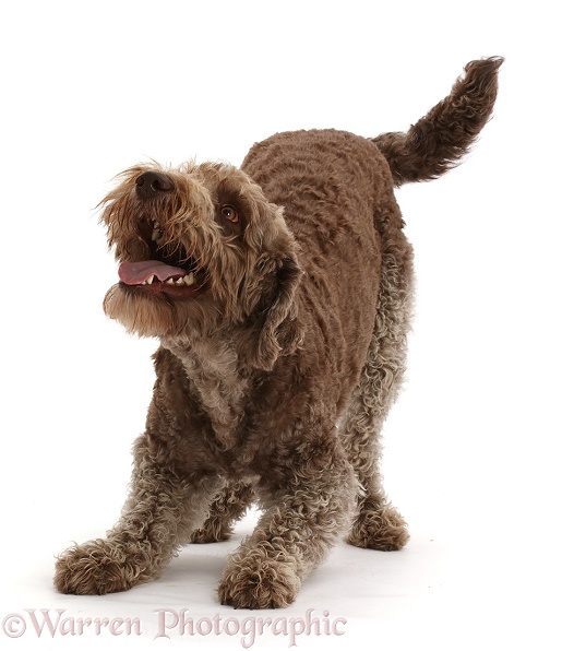 Labradoodle in play-bow, white background