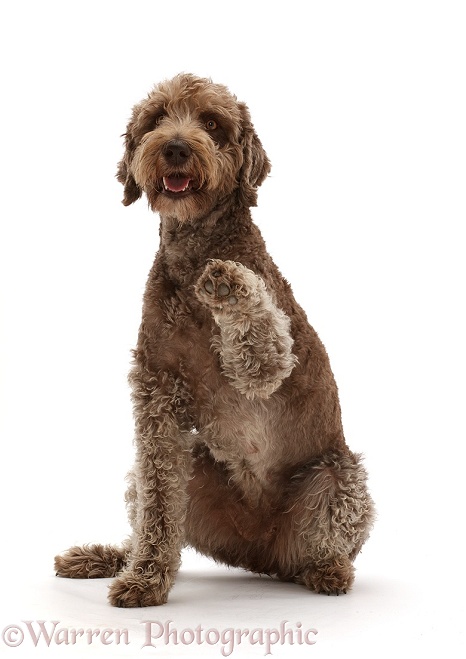Labradoodle sitting and giving a paw, white background