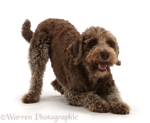 Labradoodle in play-bow, white background