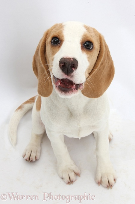Orange-and-white Beagle pup, sitting, white background