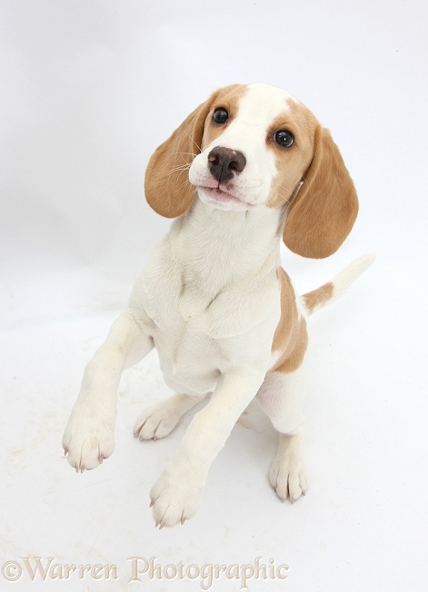 Orange-and-white Beagle pup, jumping up, white background