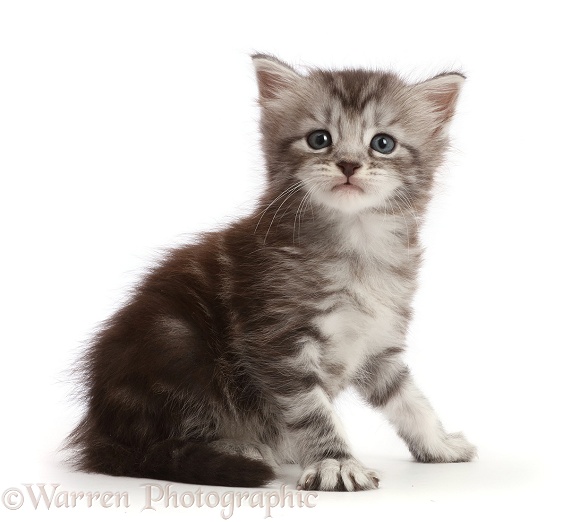 Silver tabby kitten, Blaze, 4 weeks old, white background