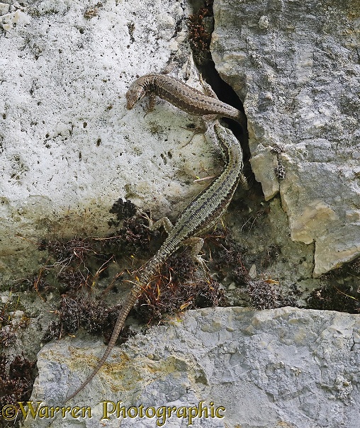 Common Wall Lizard (Podarcis muralis) pair sharing a rock crevice