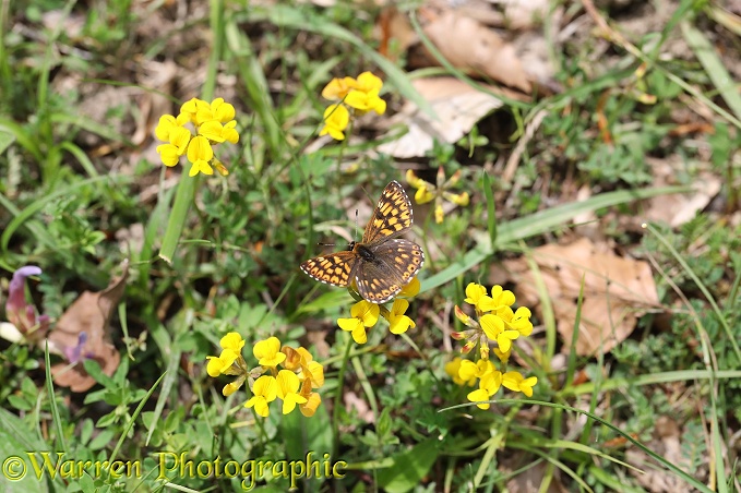 Duke Of Burgundy (Hamearis lucina) on Bird's foot Trefoil