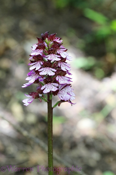 Lady Orchid (Orchis purpurea) growing beside a chalk stream
