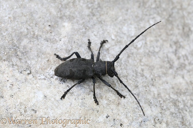 Longhorn beetle (Lorimus funereus)