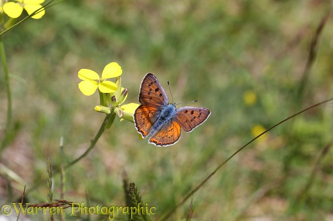 Purple-shot Copper Butterfly (Lycaena alciphron) on Wintercress (Barbarea species)