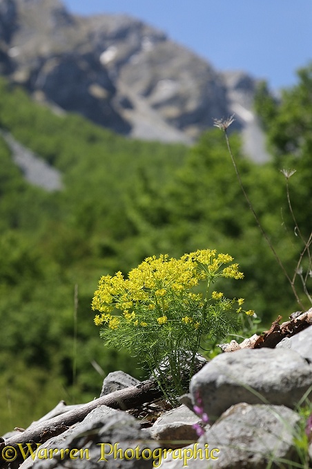 Cypress Spurge (Euphorbia cyperissias), Apennines, Italy