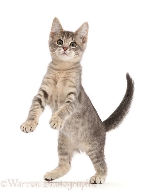 Blue tabby kitten, 12 weeks old, jumping up, white background