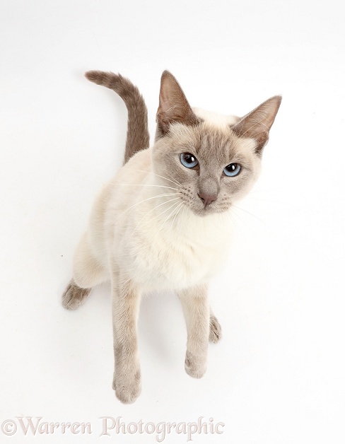 Blue-point Birman-cross cat, looking up in a menacing way, white background