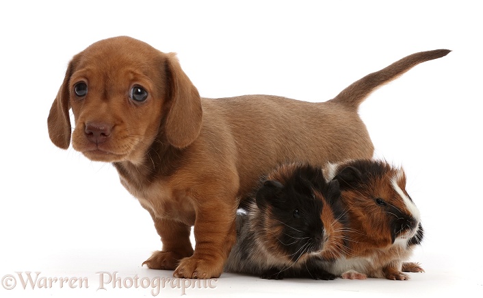 Red Dachshund puppy and Guinea pigs, white background