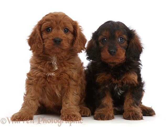 Cavapoo puppies, 7 weeks old, white background