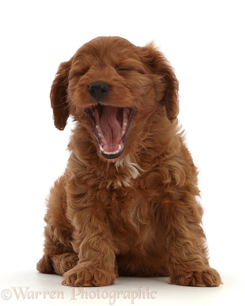 Cavapoo puppy, 7 weeks old, sitting and yawning, white background