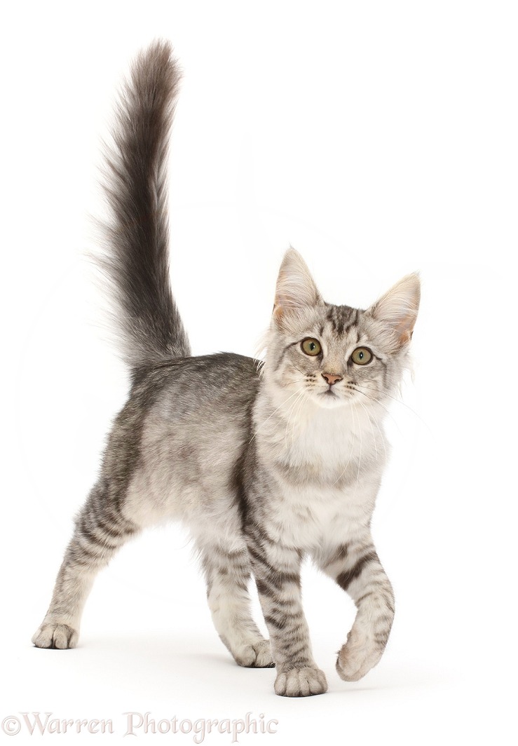 Mackerel Silver Tabby cat, walking with tail up, white background