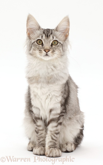 Mackerel Silver Tabby cat, sitting, white background