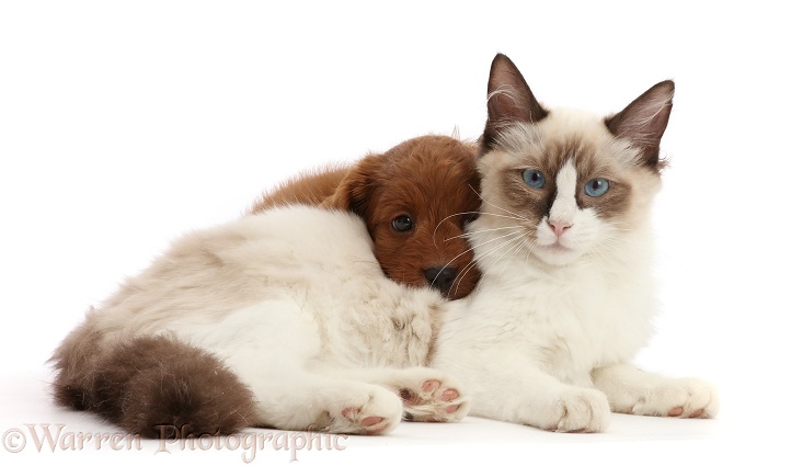 Ragdoll kitten, with Cavapoo puppy, white background
