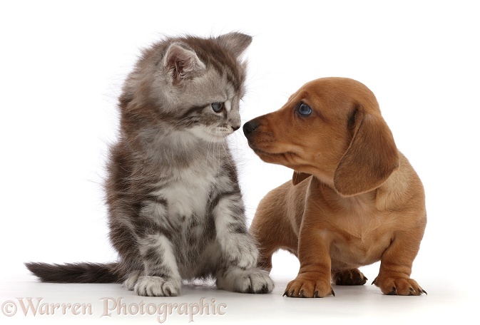 Red Dachshund puppy and silver tabby kitten, Blaze, 5 weeks old, white background