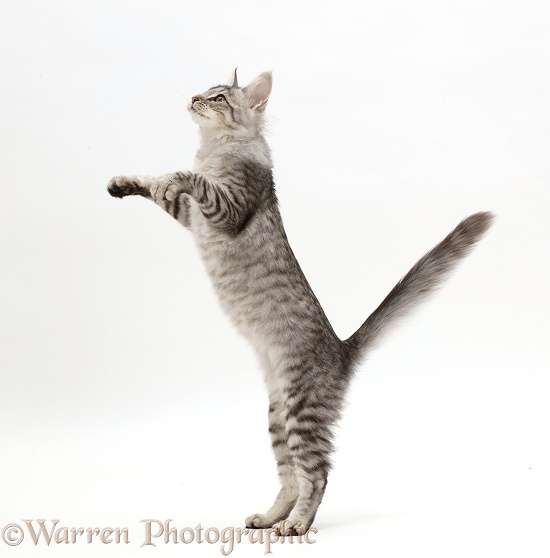 Mackerel Silver Tabby cat, playfully jumping up, white background