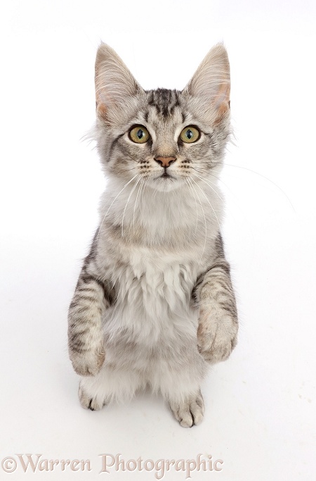 Mackerel Silver Tabby cat, standing up and looking up, white background