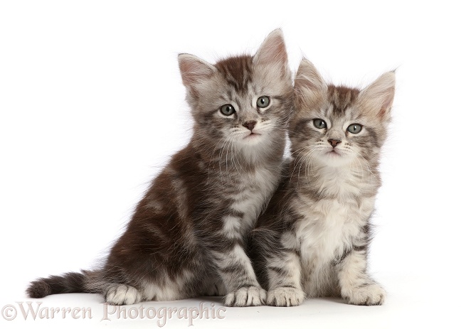 Silver tabby kittens, Freya and Blaze, 6 weeks old, white background