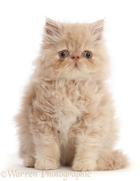 Persian kitten, sitting, white background