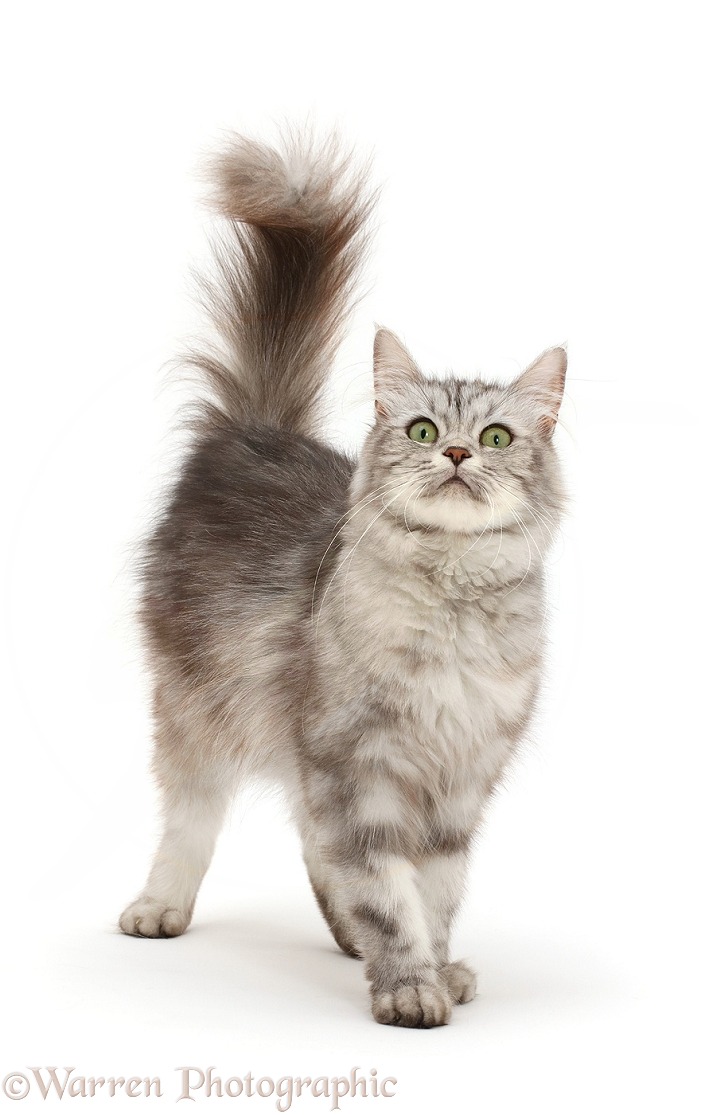 Silver tabby cat, Shimmer, walking, white background