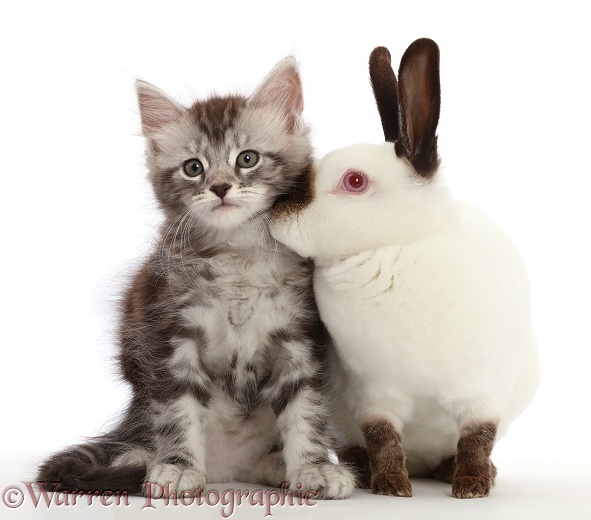 Silver Tabby kitten, Blaze, 7 weeks old, and Sable point rabbit, white background
