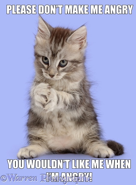 Silver tabby kitten, Freya, 7 weeks old, with evil expression, white background