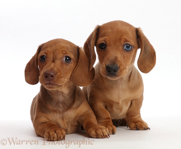 Two Red Dachshund puppies, white background