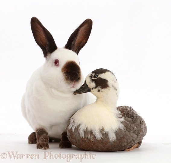Sable-point rabbit and Call Duck, white background