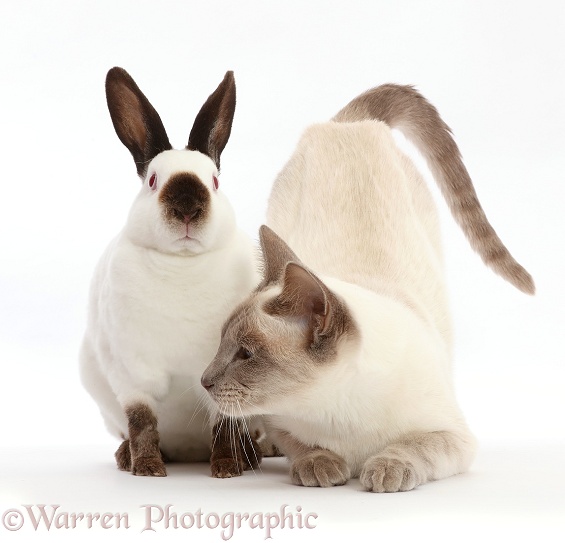 Blue-point Birman-cross cat and Sable point rabbit, white background