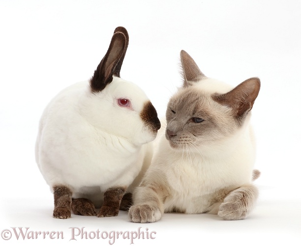 Blue-point Birman-cross cat and Sable point rabbit, white background