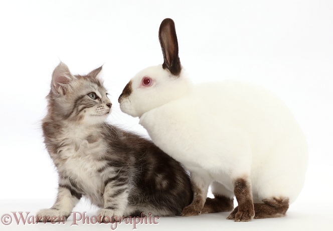 Silver Tabby kitten, Freya, 7 weeks old, and Sable point rabbit, white background