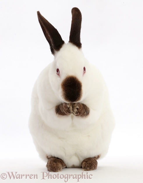 Sable-point rabbit, praying, white background