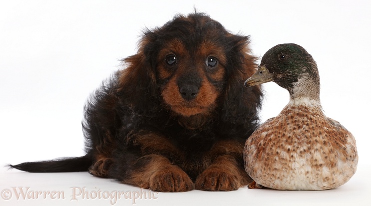 Cavapoo puppy and call duck, white background