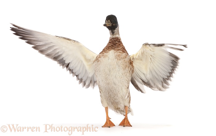 Call Duck drake, wing-whirring, white background