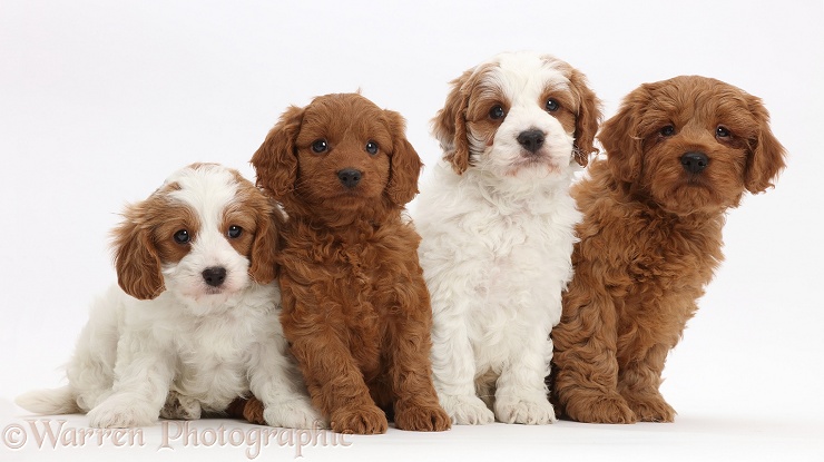 Four Cavapoo puppies, white background