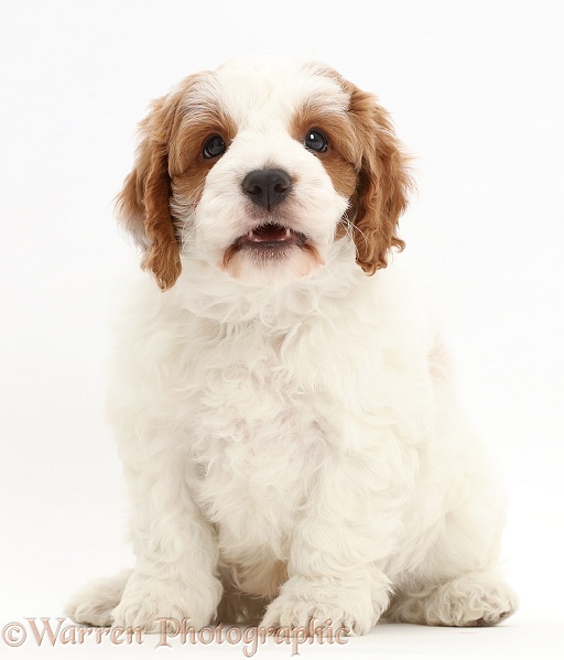 Red-and-white Cavapoo puppy, white background