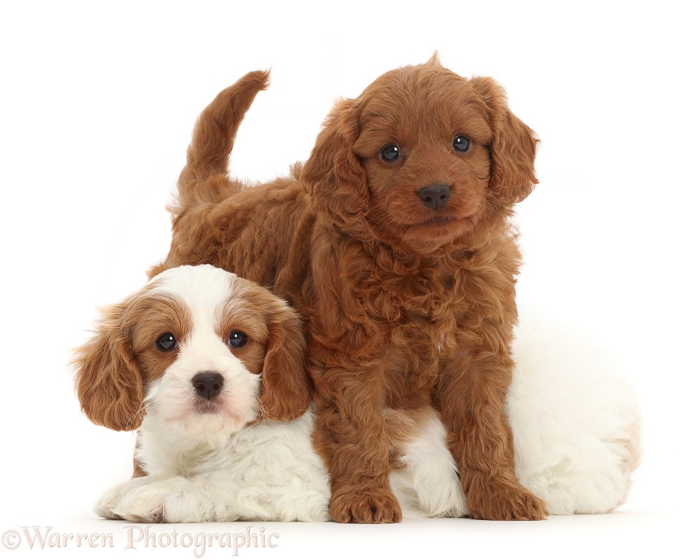 Two Cavapoo puppies, white background