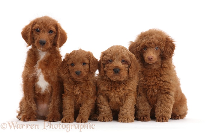 Red Poodle, Goldendoodle, and two Cavapoo puppies, white background