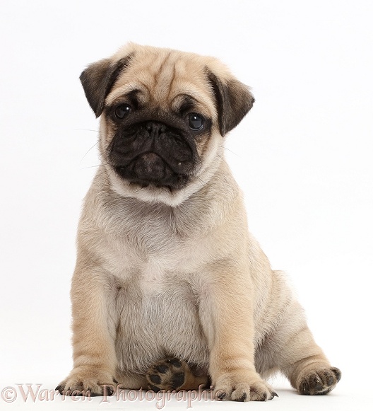 Pug puppy, sitting, white background